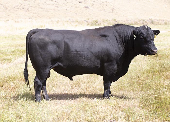 KBHR QUIGLEY C154 Image